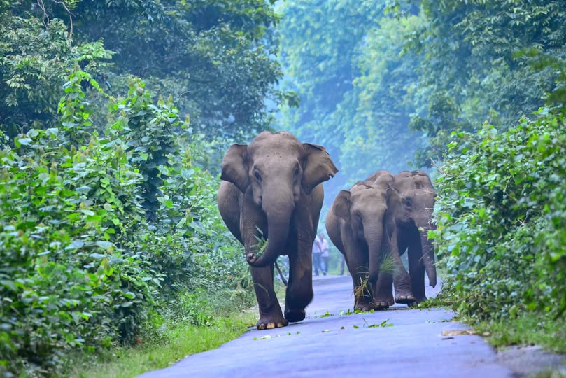 Chapramari Forest